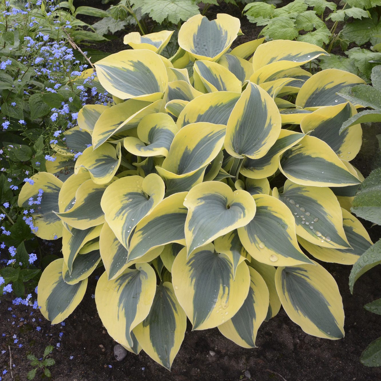 Shadowland® 'Autumn Frost' Hosta - Photo Courtesy of Walters Gardens, Inc.