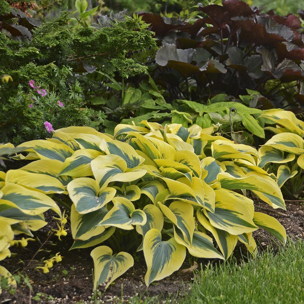 Shadowland® 'Autumn Frost' Hosta - Photo Courtesy of Walters Gardens, Inc.