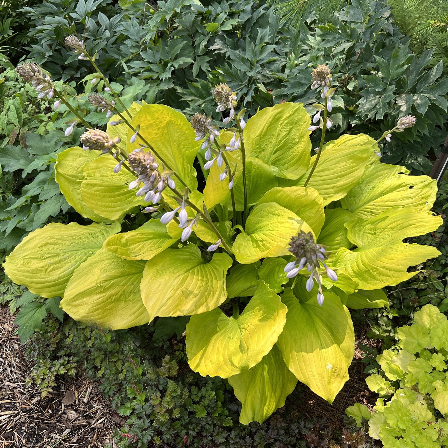 Shadowland® 'Echo the Sun' Hosta - Photo Property of Garden Crossings LLC