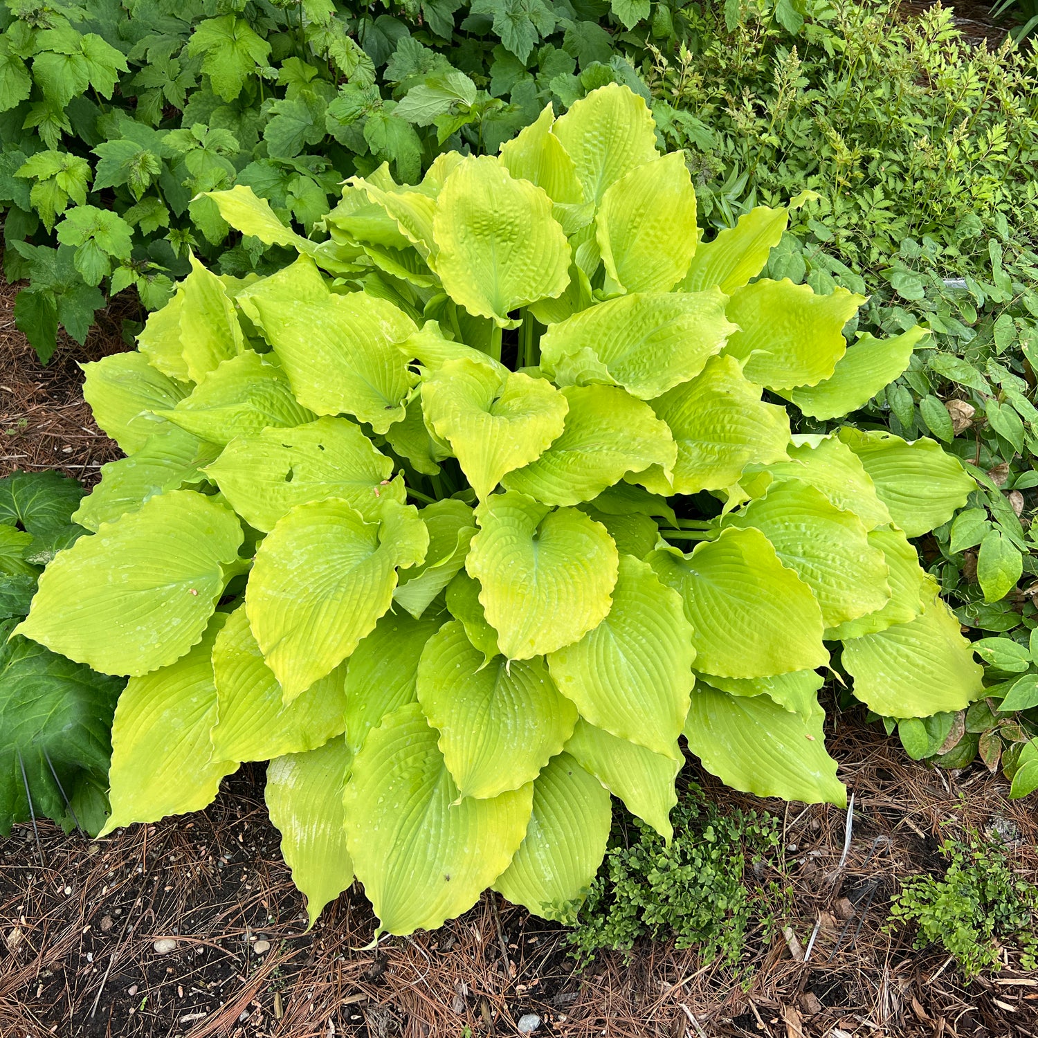Shadowland® 'Echo the Sun' Hosta - Photo Property of Garden Crossings LLC