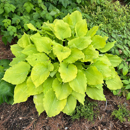 Shadowland® 'Echo the Sun' Hosta - Photo Property of Garden Crossings LLC