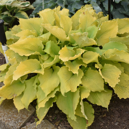 Shadowland® 'Echo the Sun' Hosta - Photo Courtesy of Proven Winners, Inc.