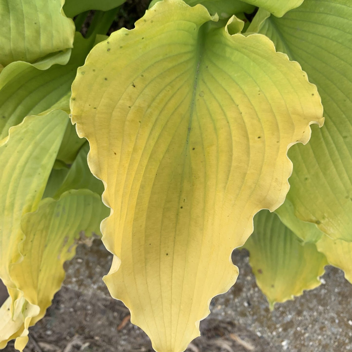 Shadowland® 'Echo the Sun' Hosta - Photo Courtesy of Proven Winners, Inc.