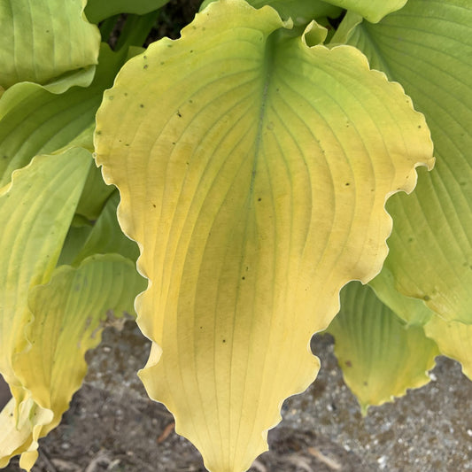 Shadowland® 'Echo the Sun' Hosta - Photo Courtesy of Proven Winners, Inc.