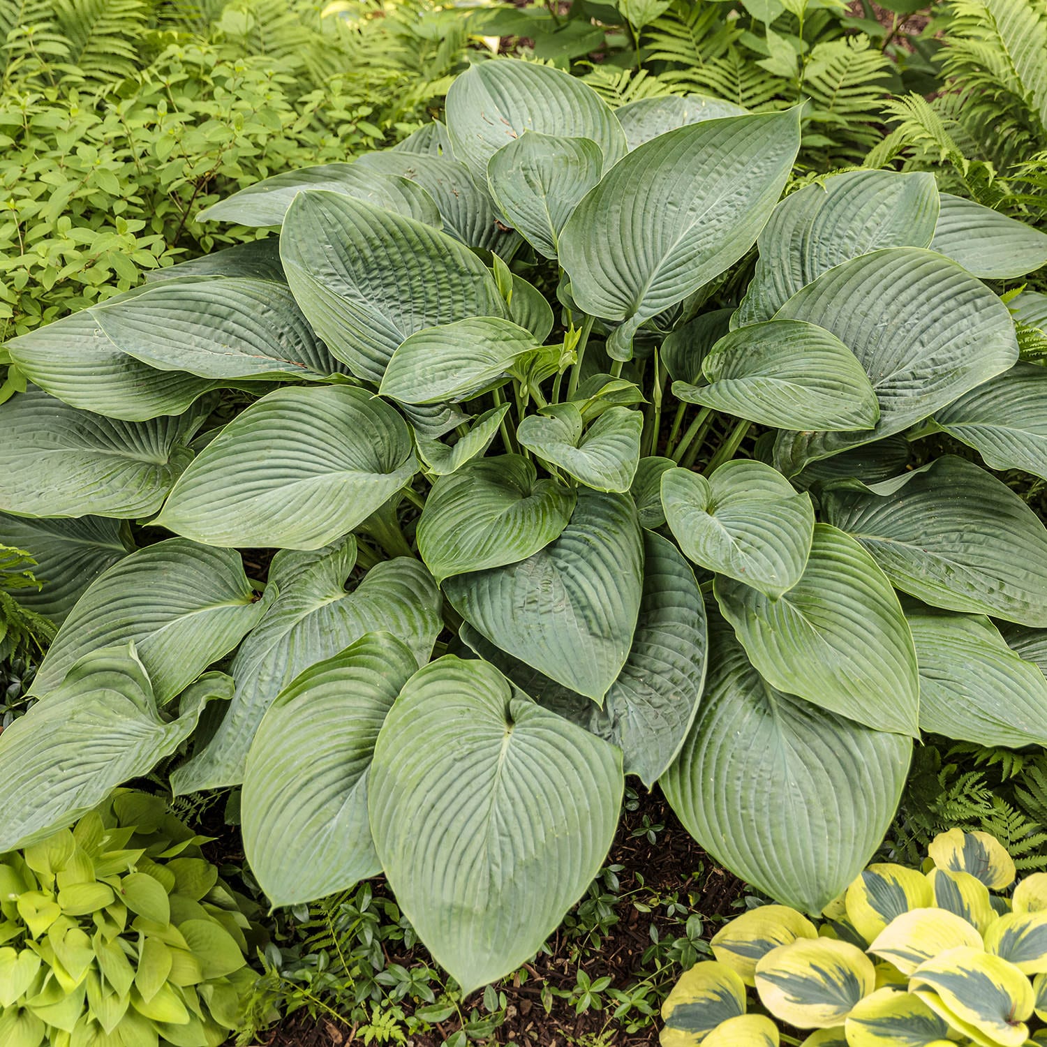Proven Winners Shadowland Empress Wu Hosta