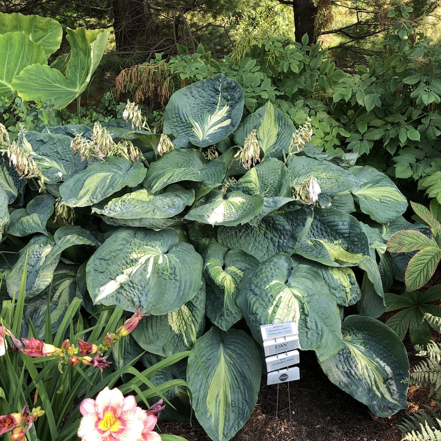 Shadowland® 'Hudson Bay' Hosta - Photo Property of Garden Crossings LLC