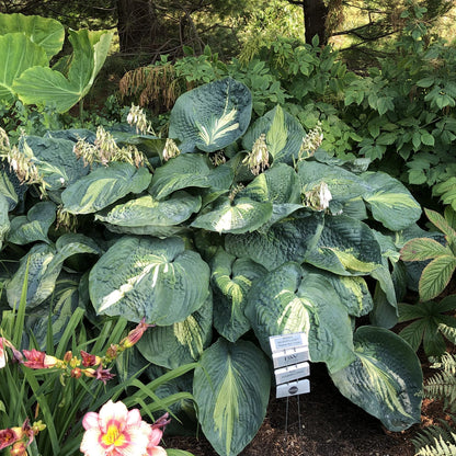 Shadowland® 'Hudson Bay' Hosta - Photo Property of Garden Crossings LLC