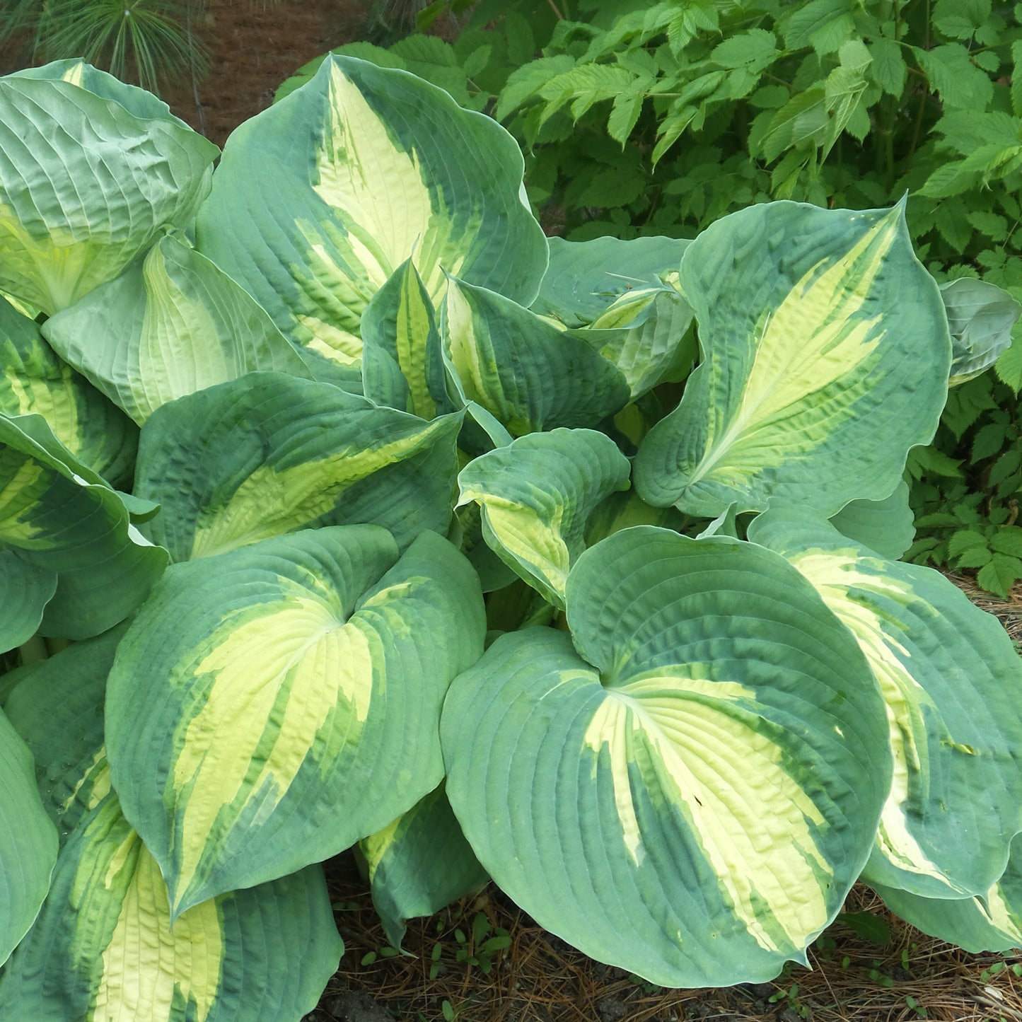 Shadowland® 'Hudson Bay' Hosta - Photo Property of Garden Crossings LLC