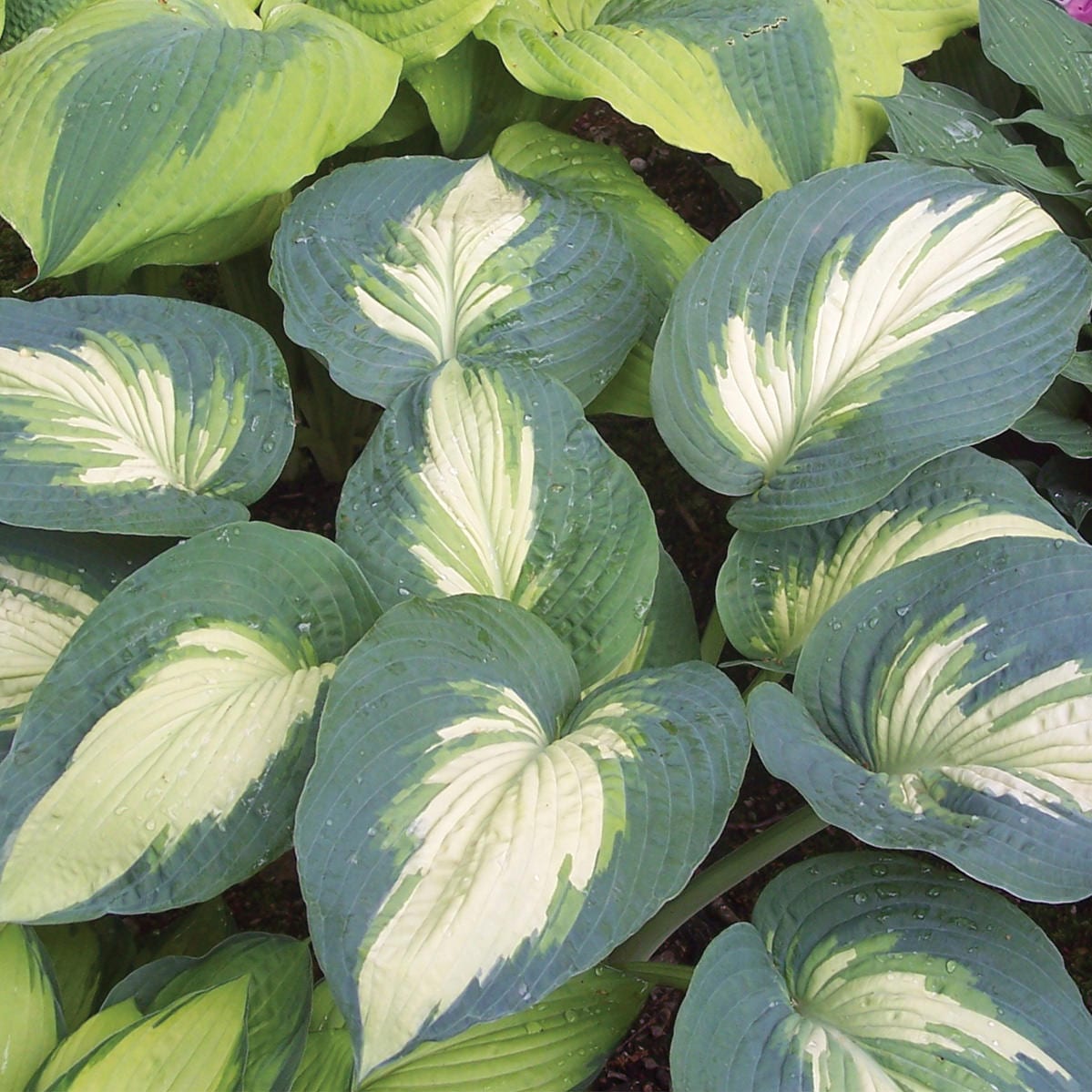 Shadowland® 'Hudson Bay' Hosta - Photo Courtesy of Walters Gardens, Inc.