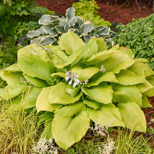 Shadowland® 'Humungosaurus' Hosta features oversized, bright green leaves and pale purple flowers, making this shade perennial a standout among ornamental grasses and other hosta varieties in the garden - Photo Courtesy of Walters Gardens, Inc.