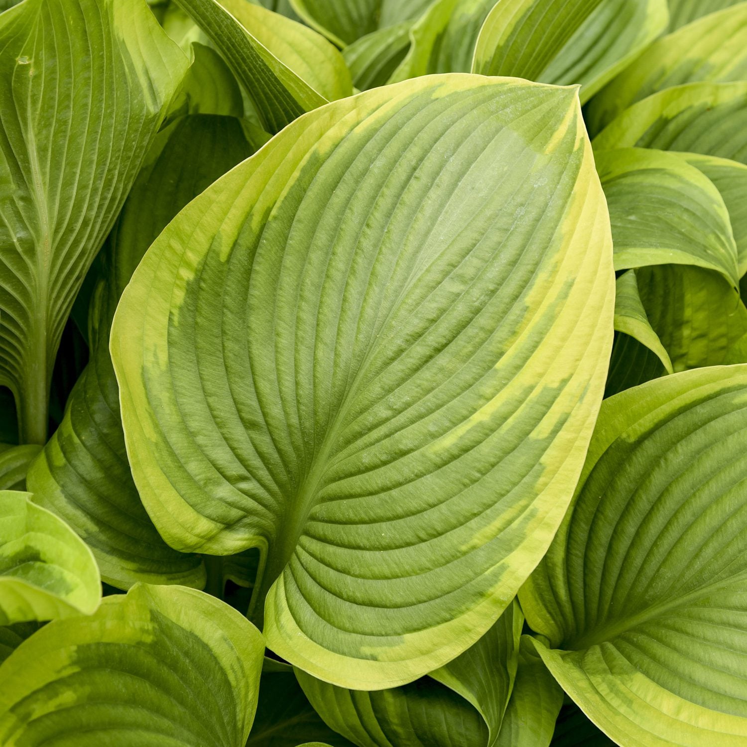 A close-up of lush green Shadowland® 'Lone Star' Hosta leaves shows prominent veins and yellow edges. This Proven Winners perennial forms dense, vibrant foliage with broad, slightly wavy leaves - Photo Courtesy of Walters Gardens, Inc.