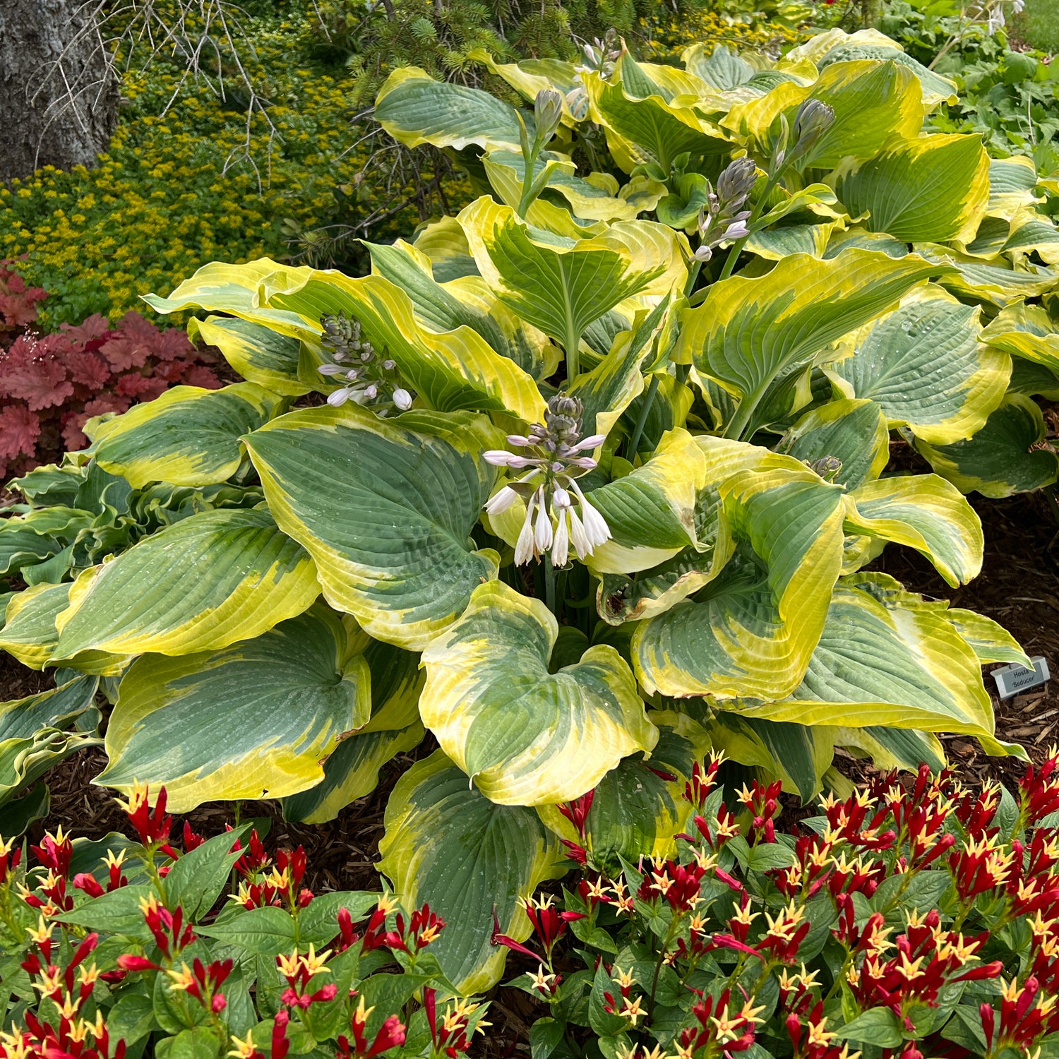 Shadowland® 'Seducer' Hosta - Photo Property of Garden Crossings LLC