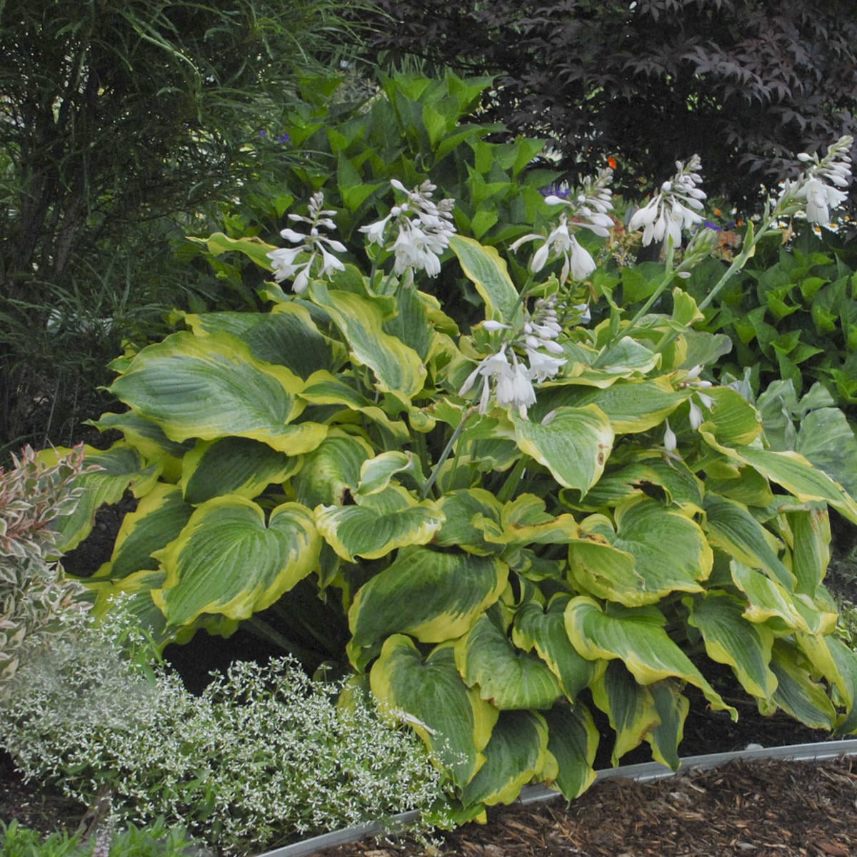 Shadowland® 'Seducer' Hosta - Photo Courtesy of Walters Gardens, Inc.