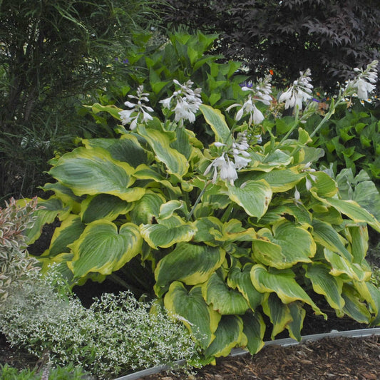 Shadowland® 'Seducer' Hosta features broad green leaves edged in yellow and tall stems of white flowers in a garden bed with assorted green foliage and mulch - Photo Courtesy of Walters Gardens, Inc.