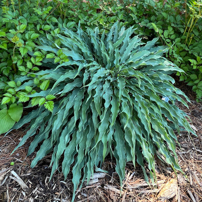 Silly String' Hosta - Photo Property of Garden Crossings LLC