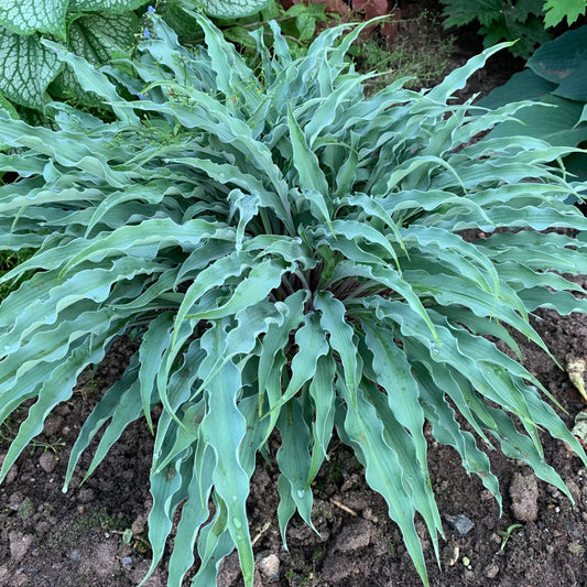 ‘Silly String’ Hosta is a compact variety with blue-green, long, narrow, wavy-edged leaves that form a dense, fountain-like cluster—an ideal choice to add unique texture and charm to your garden - Photo Courtesy of Walters Gardens, Inc.