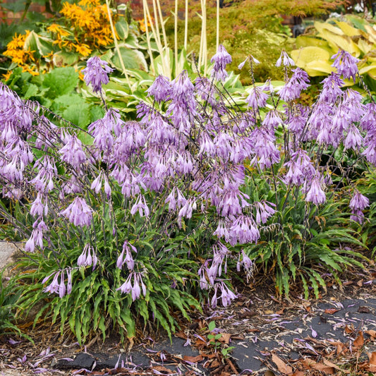 A cluster of 'Silly String' Hosta, featuring blue foliage and drooping, bell-shaped purple flowers, grows in a garden bed surrounded by lush greenery - Photo Courtesy of Walters Gardens, Inc.