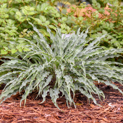 Silly String' Hosta - Photo Courtesy of Walters Gardens, Inc.