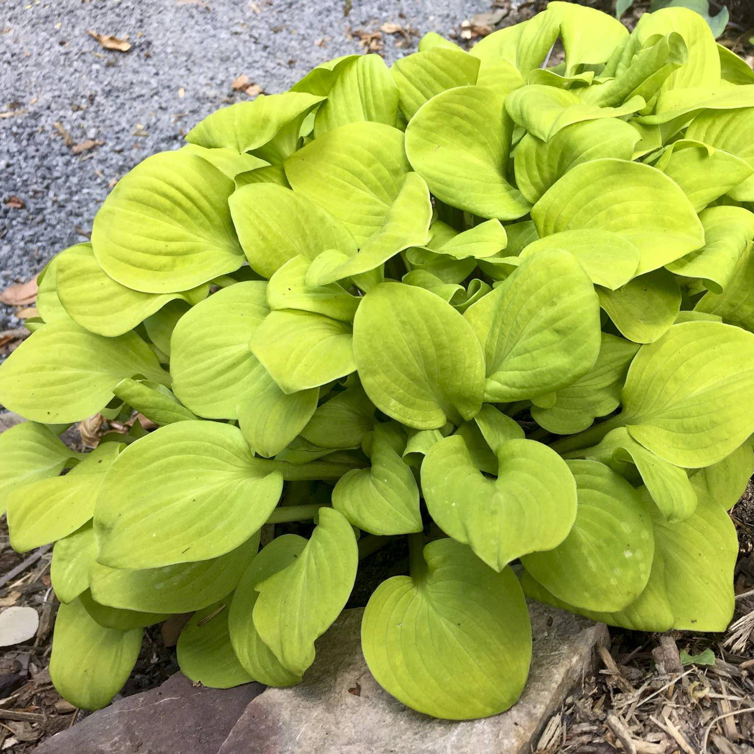 Sun Mouse' Hosta - Photo Courtesy of Walters Gardens, Inc.