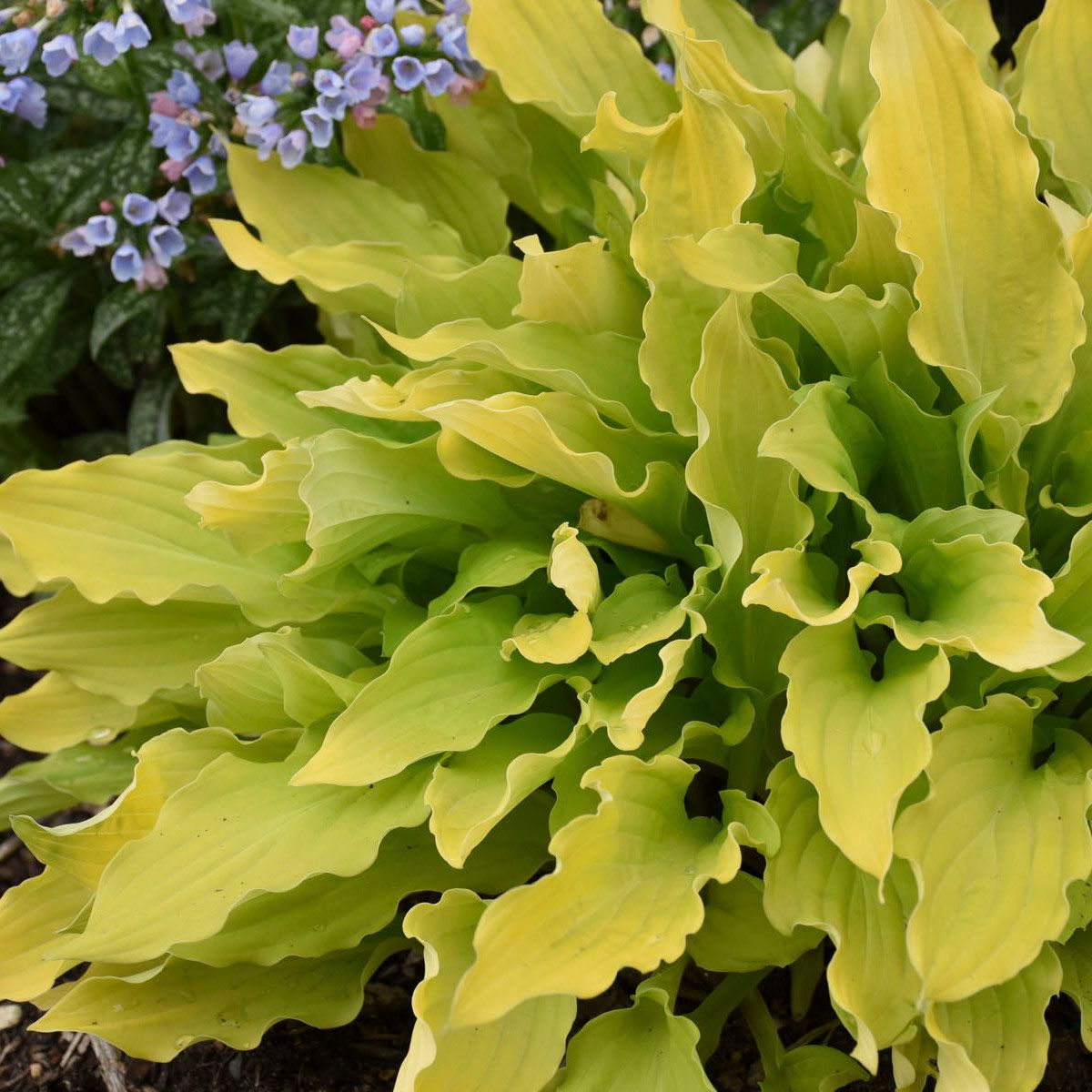 'Time in A Bottle' Hosta features standout yellow-green, wavy-edged leaves and small clusters of light blue flowers - Photo Courtesy of Walters Gardens, Inc.
