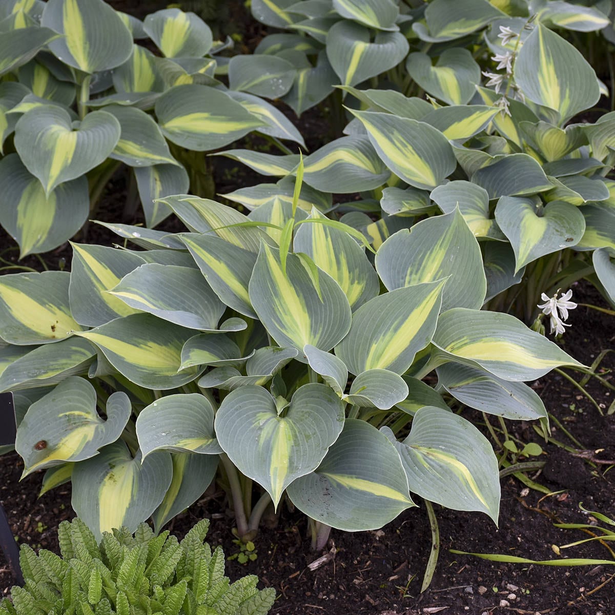 Several lush blue and gold 'Touch of Class' Hosta plants with broad, heart-shaped leaves featuring creamy yellow centers thrive in soil alongside other small green shade garden plants - Photo Courtesy of Walters Gardens, Inc.