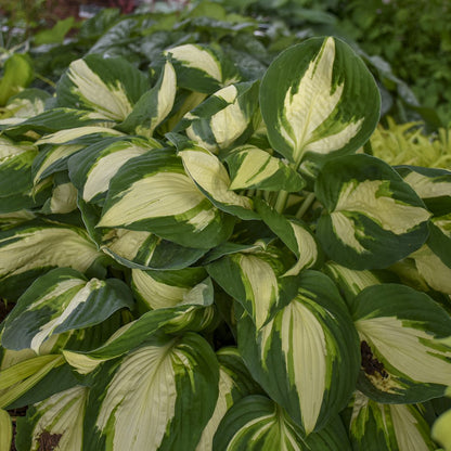 A cluster of 'Vulcan' Hosta, a prized shade perennial, boasts large leaves with creamy white centers and dark green edges, creating a lush display in the garden - Photo Courtesy of Walters Gardens, Inc.
