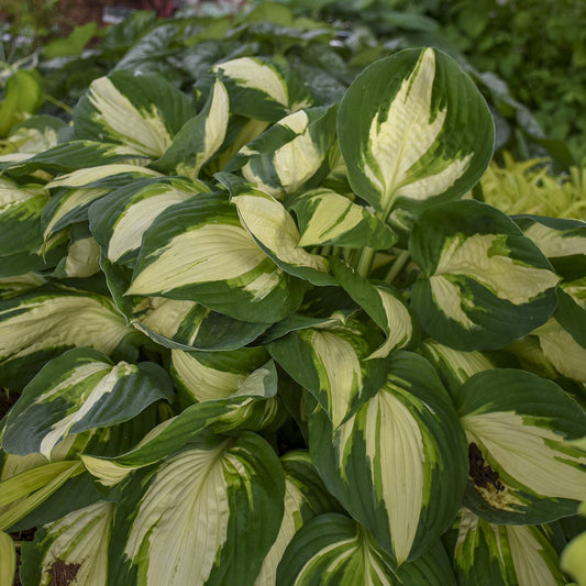 A cluster of 'Vulcan' Hosta, a prized shade perennial, boasts large leaves with creamy white centers and dark green edges, creating a lush display in the garden - Photo Courtesy of Walters Gardens, Inc.