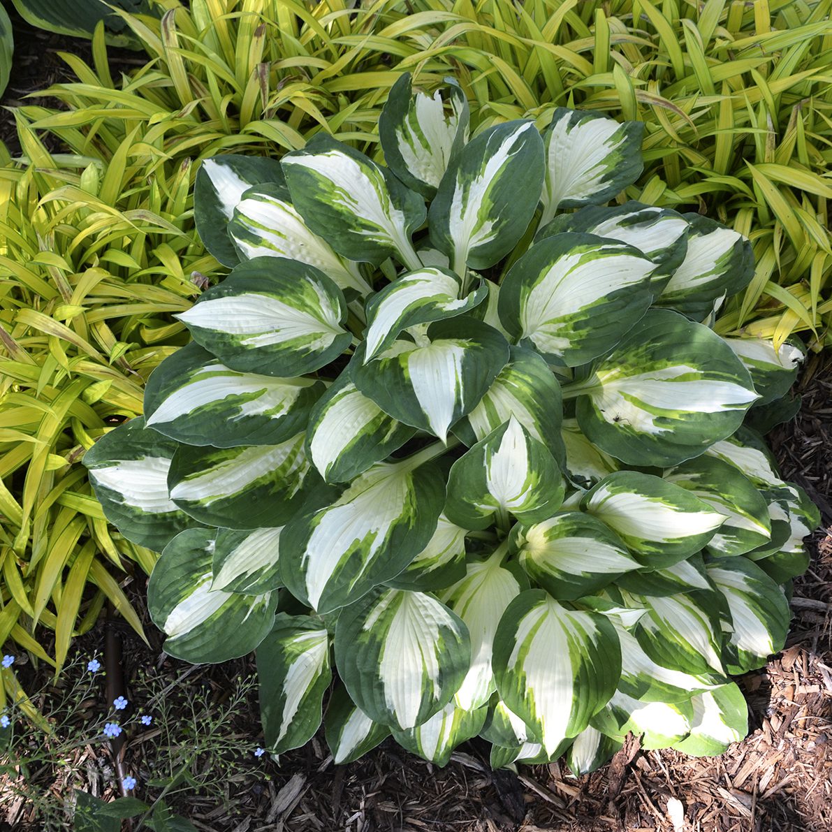 The 'Vulcan' Hosta, a striking shade perennial, features large white-centered variegated leaves in a garden bed, complemented by yellow-green ornamental grass and brown mulch - Photo Courtesy of Walters Gardens, Inc.