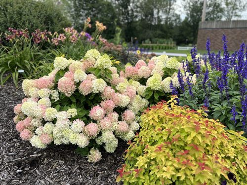 Hydrangeas planted near other plants in a bed of mulch