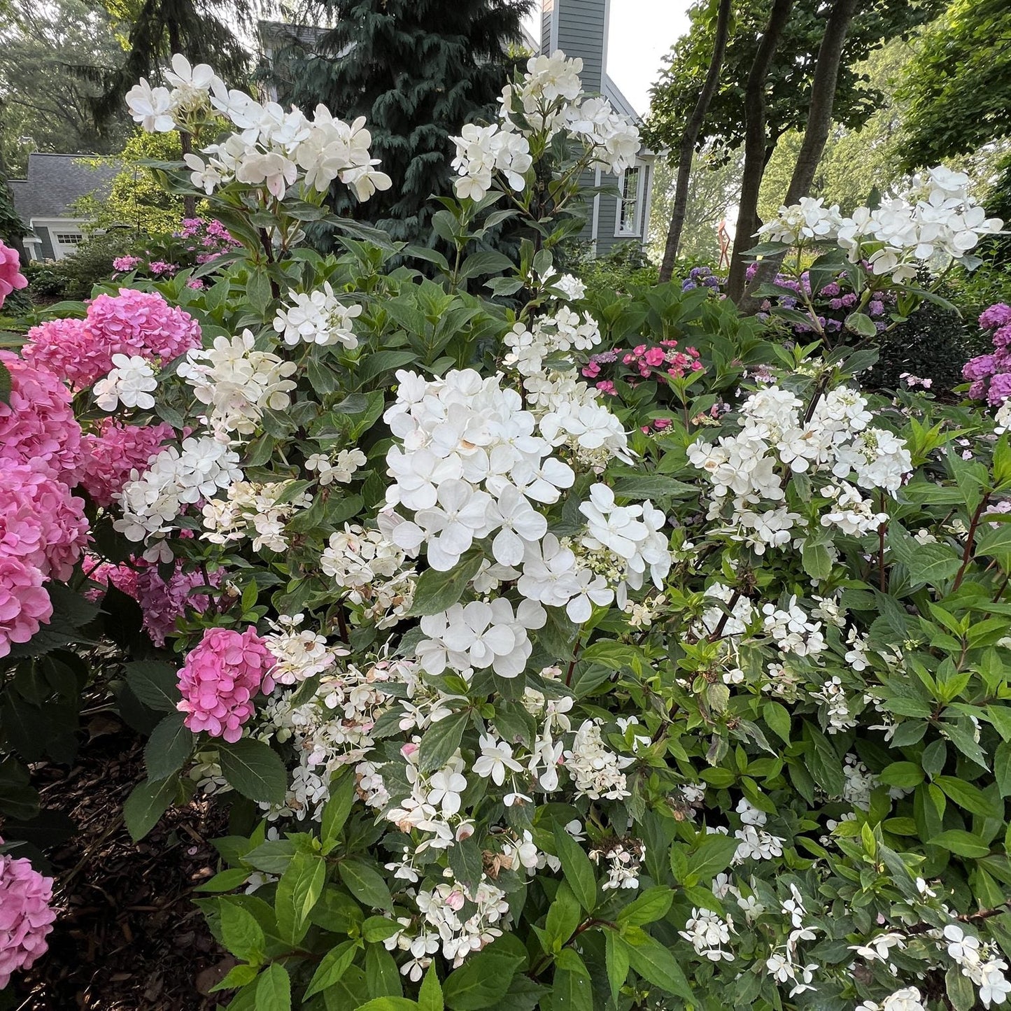 A garden with clusters of white and pink hydrangeas and Fairytrail® Green Cascade Hydrangea in full bloom, surrounded by lush green foliage and trees, with a house visible in the background. - Photo Property of Garden Crossings LLC