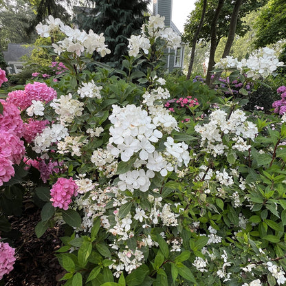 A garden with clusters of white and pink hydrangeas and Fairytrail® Green Cascade Hydrangea in full bloom, surrounded by lush green foliage and trees, with a house visible in the background. - Photo Property of Garden Crossings LLC