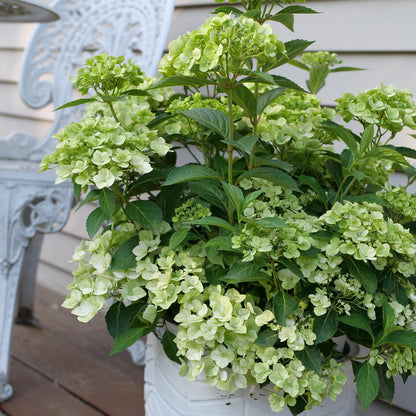 A white pot with lush green Fairytrail® Green Cascade Hydrangea flowers and leaves sits on a wooden deck beside an ornate white metal chair - Photo Courtesy of Proven Winners, Inc. Decorative pot not included.
