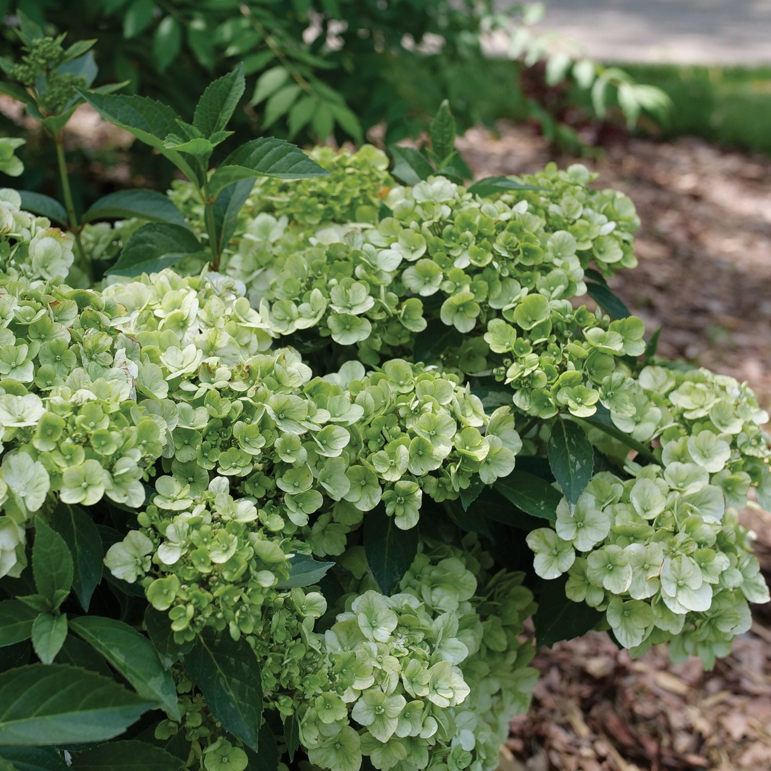A cluster of Fairytrail® Green Cascade Hydrangea blooms with lush green leaves grows in a mulched garden bed, with blurred greenery and a pathway in the background. - Photo Courtesy of Proven Winners, Inc. 