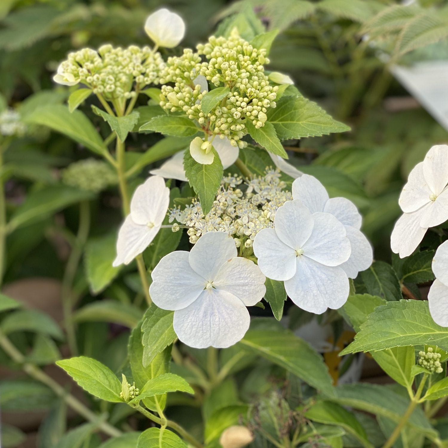 ブライス＊プルリング＊ホワイトフラワー&グリーンバード Fairytrail® White Cascade Hydrangea | Draping Mophead