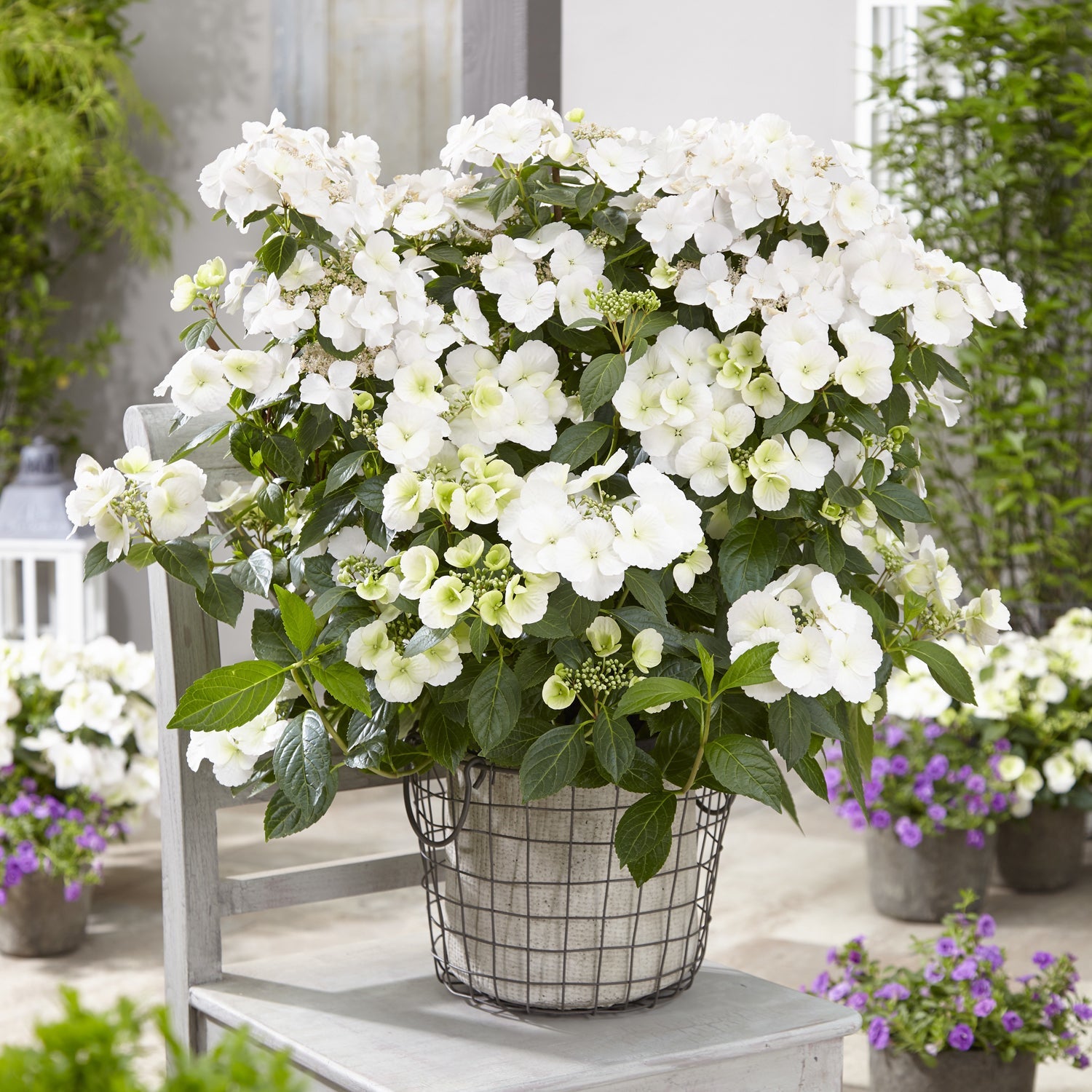 Fairytrail® White Cascade Hydrangea | Draping Mophead