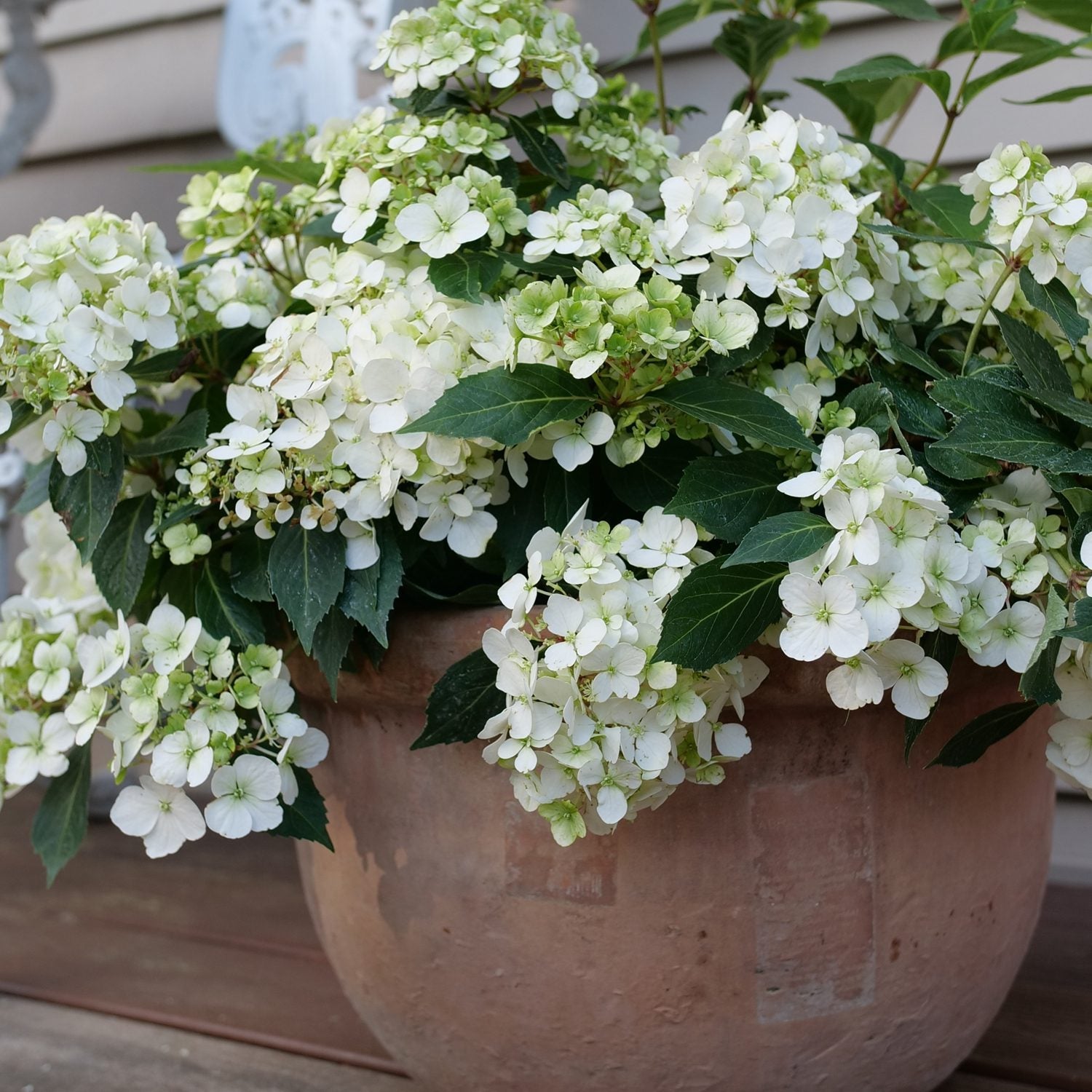 A terracotta pot with lush green leaves and clusters of Fairytrail® White Cascade Hydrangea, a striking reblooming variety, sits on a wooden surface against a beige wall - Photo Courtesy of Proven Winners, Inc. Decorative pot not included.