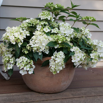 Fairytrail® White Cascade Hydrangea - Photo Courtesy of Proven Winners, Inc.