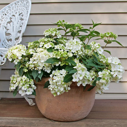 Fairytrail® White Cascade Hydrangea - Photo Courtesy of Proven Winners, Inc.