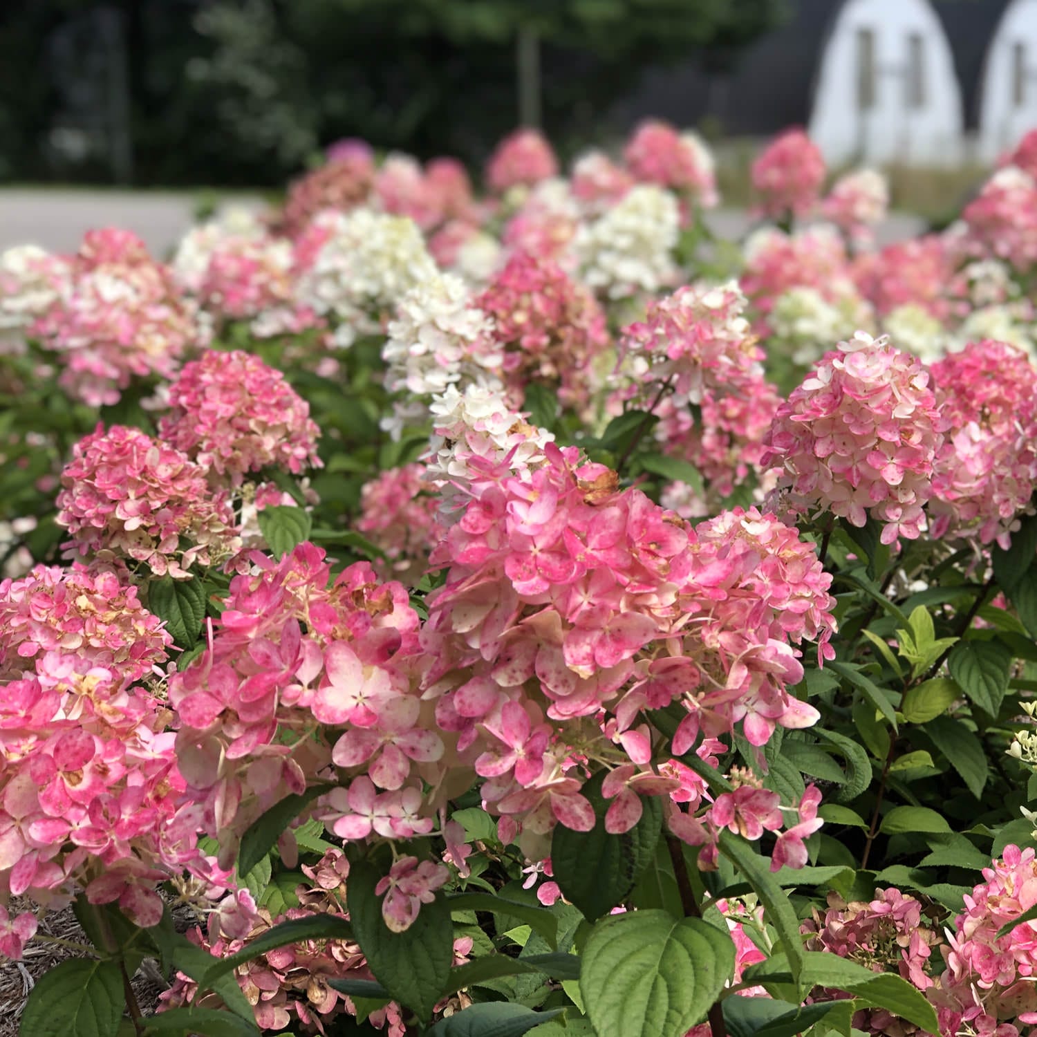 Fire Light® Panicle Hydrangea - Photo Property of Garden Crossings LLC