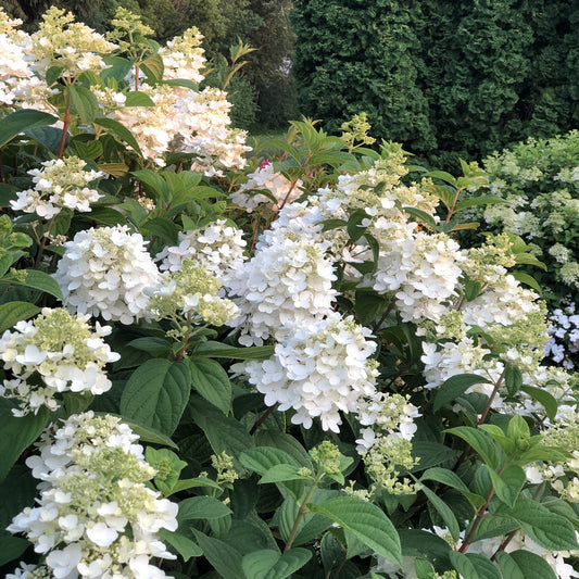 Fire Light® Panicle Hydrangea - Photo Property of Garden Crossings LLC