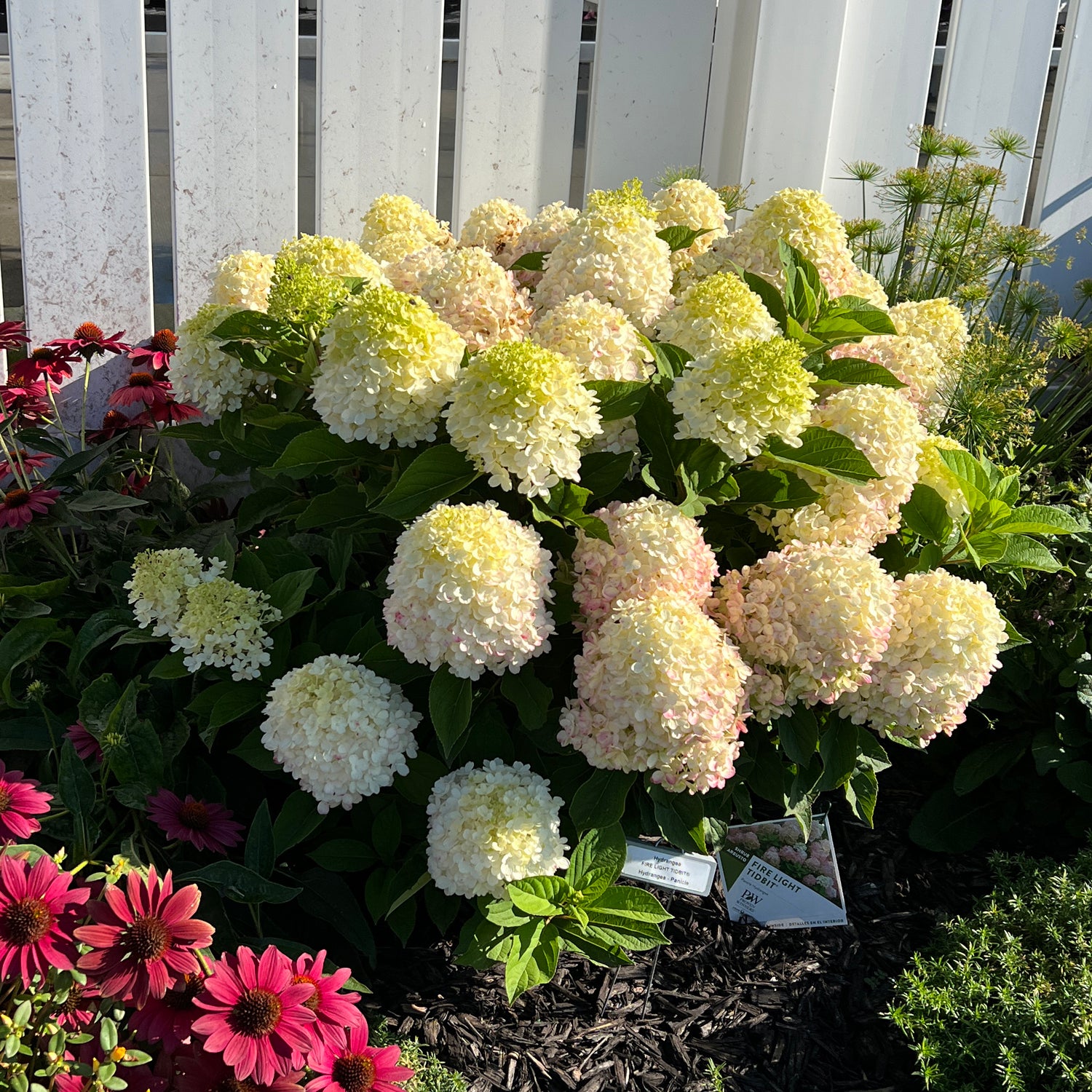 Fire Light Tidbit® Panicle Hydrangea - Photo Property of Garden Crossings LLC