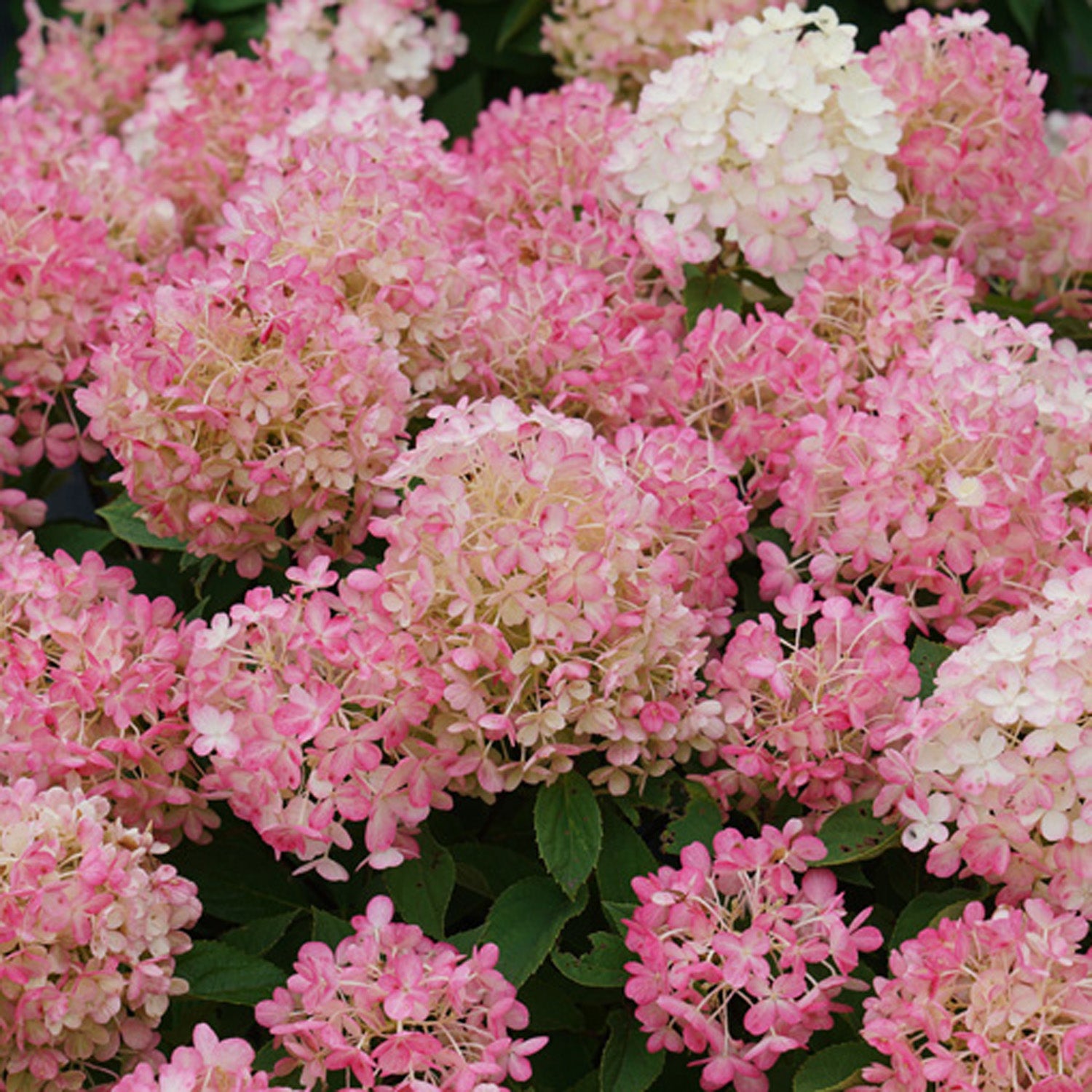 Fire Light Tidbit® Panicle Hydrangea - Photo Courtesy of Proven Winners, Inc.