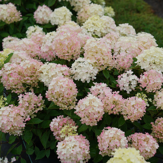 Fire Light Tidbit® Panicle Hydrangea - Photo Courtesy of Proven Winners, Inc.
