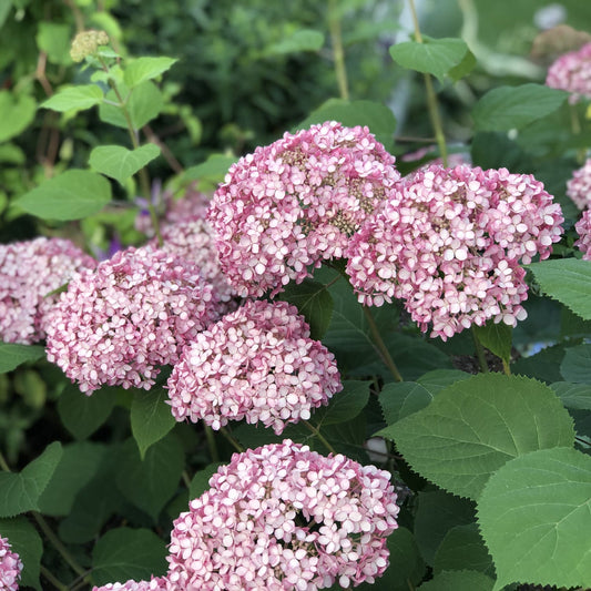 Invincibelle® Ruby Smooth Hydrangea - Photo Property of Garden Crossings LLC