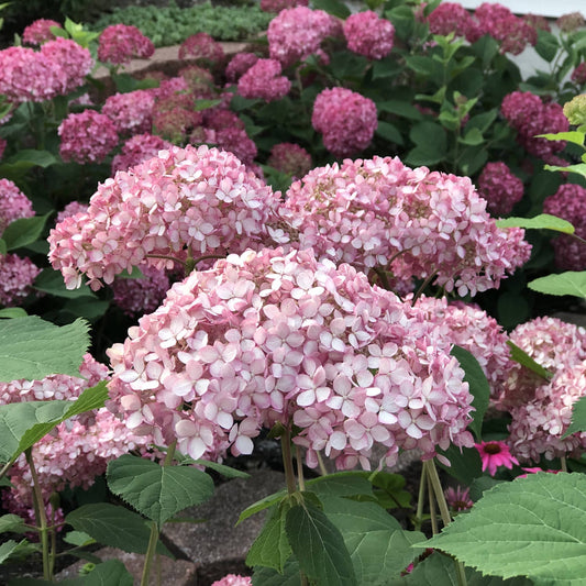 Invincibelle® Ruby Smooth Hydrangea - Photo Property of Garden Crossings LLC