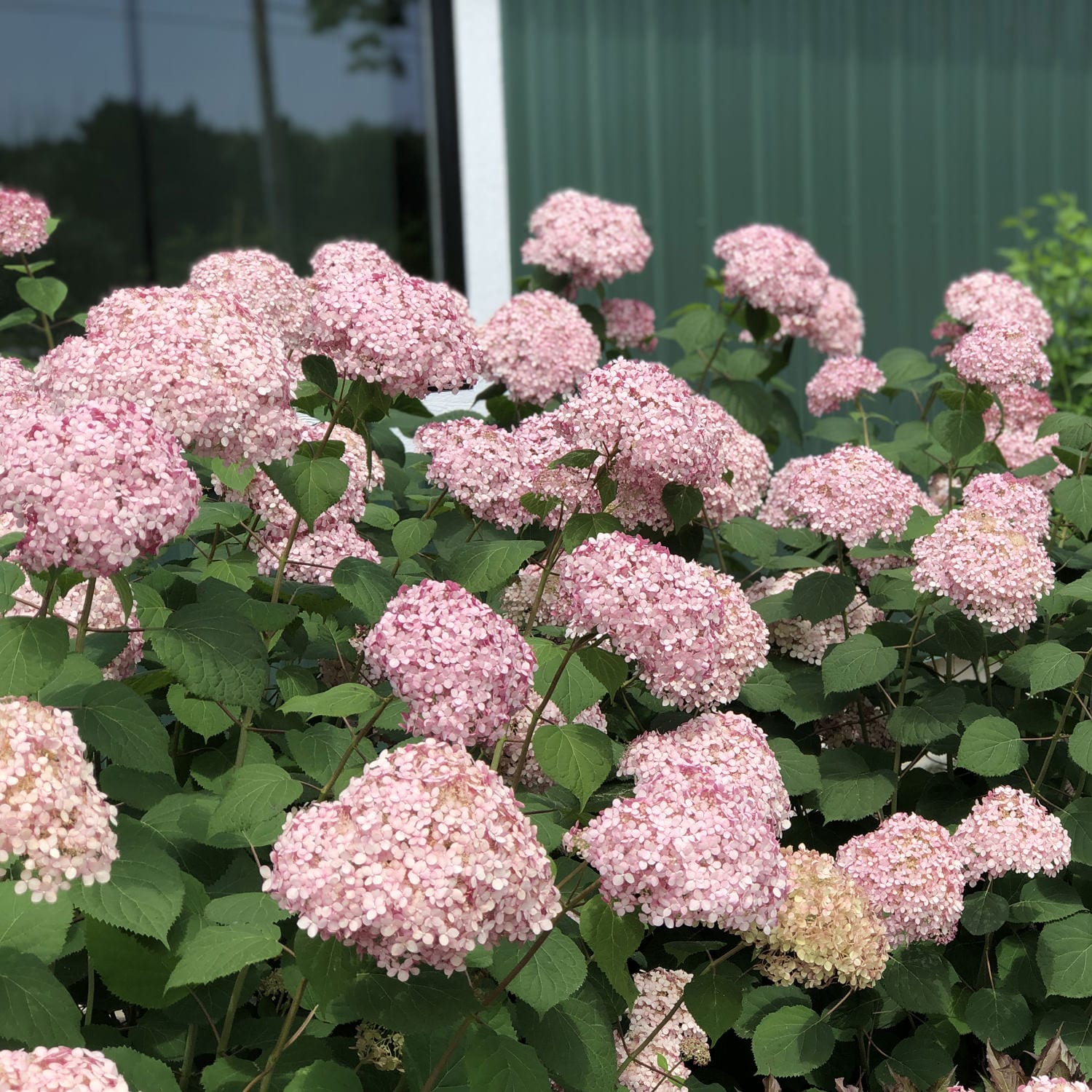 Invincibelle® Spirit II Smooth Hydrangea - Photo Property of Garden Crossings LLC