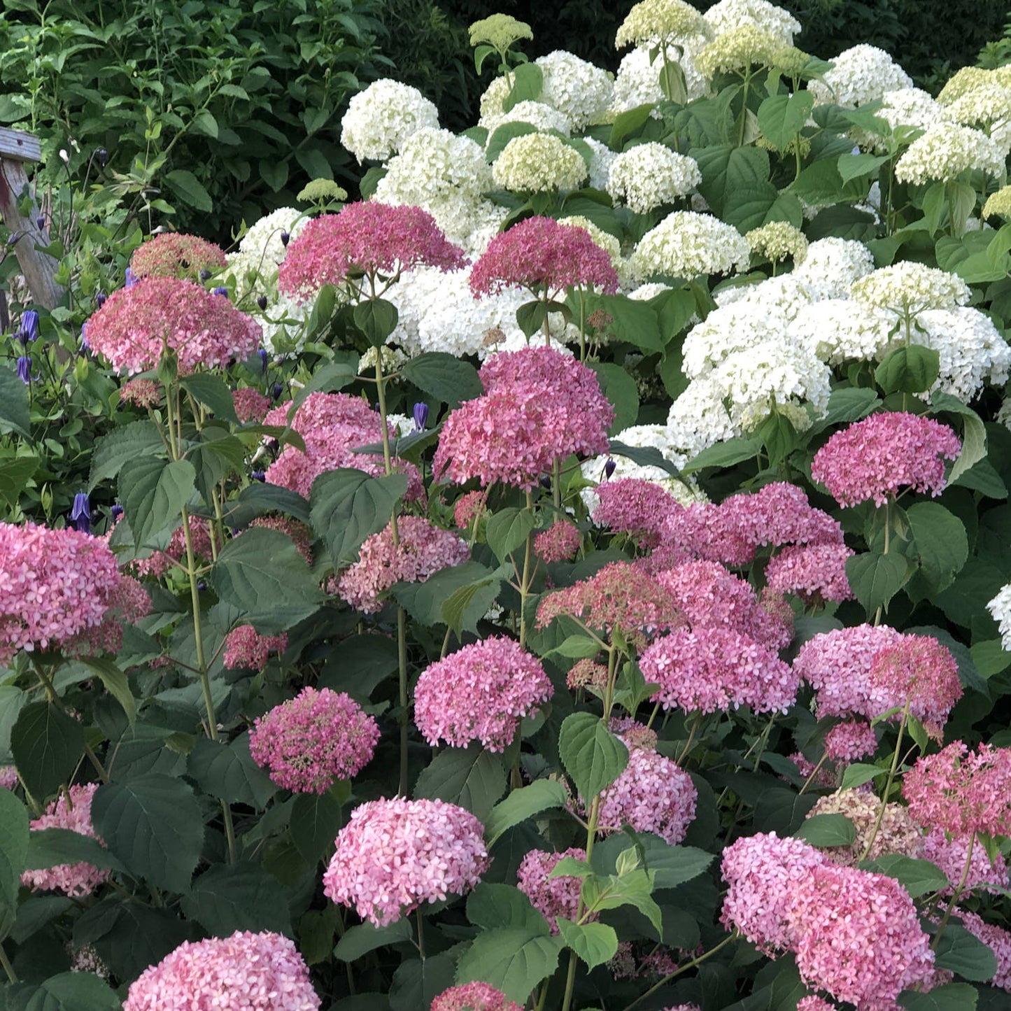 Invincibelle® Spirit II Smooth Hydrangea - Photo Property of Garden Crossings LLC