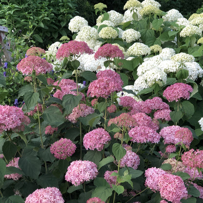Invincibelle® Spirit II Smooth Hydrangea - Photo Property of Garden Crossings LLC