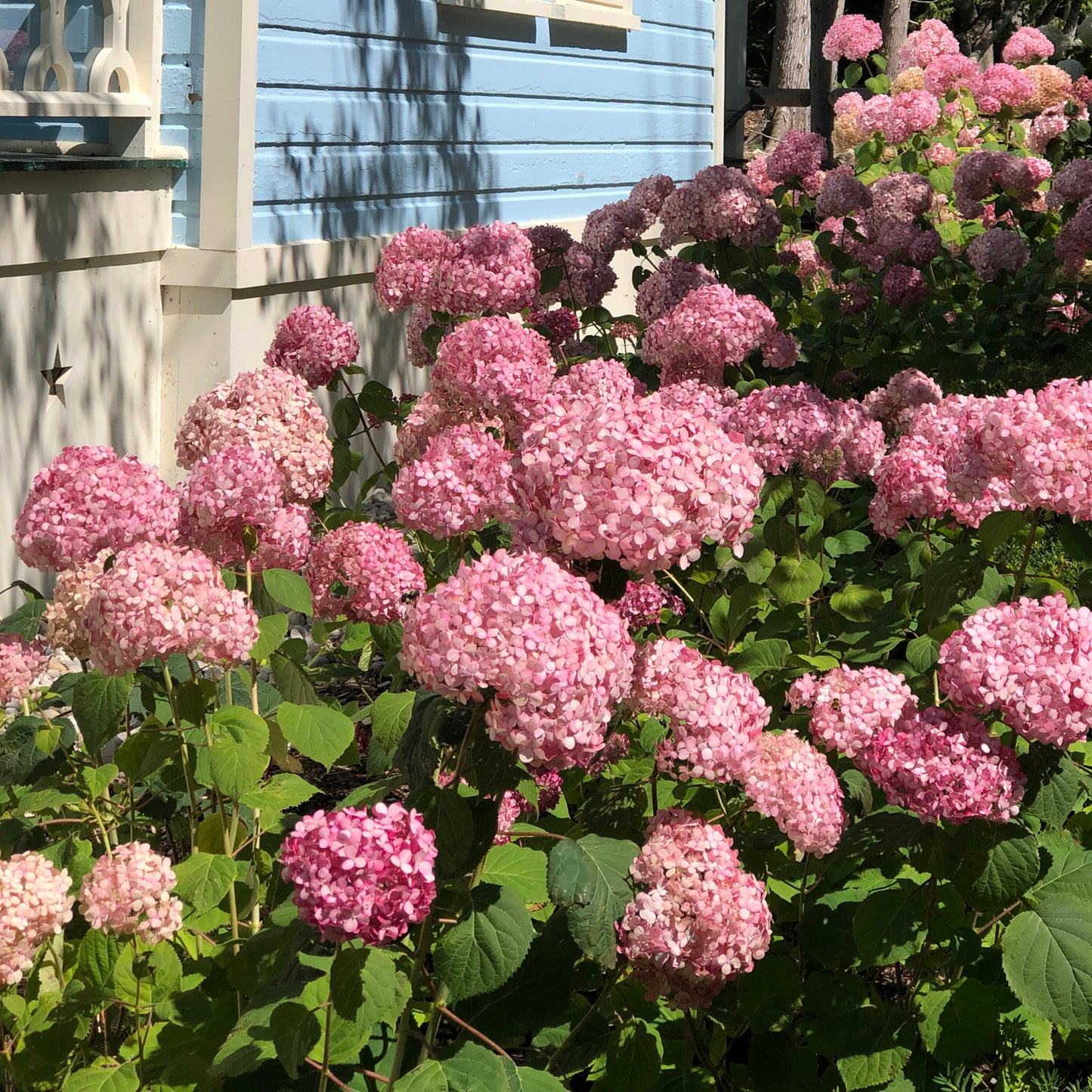 Invincibelle® Spirit II Smooth Hydrangea - Photo Property of Garden Crossings LLC