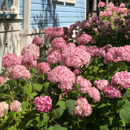 Invincibelle® Spirit II Smooth Hydrangea - Photo Property of Garden Crossings LLC